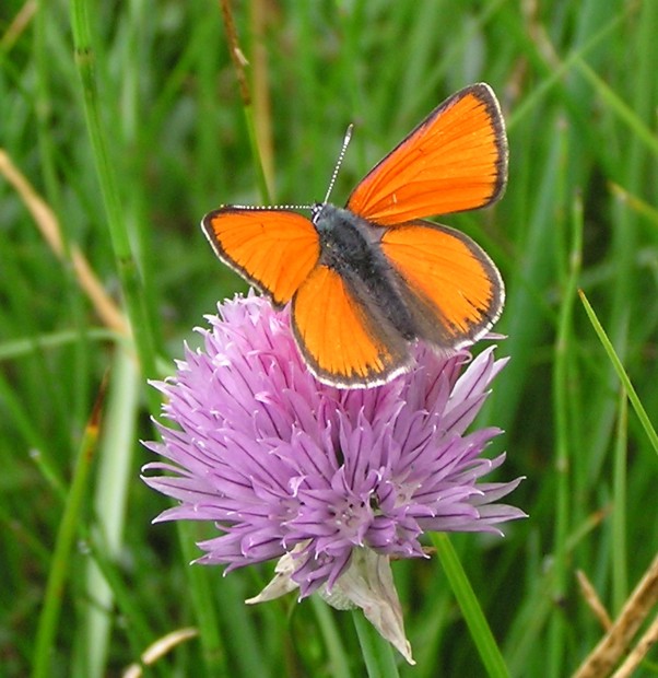 Lycaena hippothoe